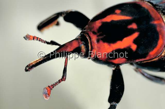 Rhynchophorus ferrugineus.JPG - in "Portraits d'insectes" ed. SeuilRhynchophorus ferrugineusRhynchophore rougeRed palm weevilColeopteraCurculionidaeNouvelle Guinee